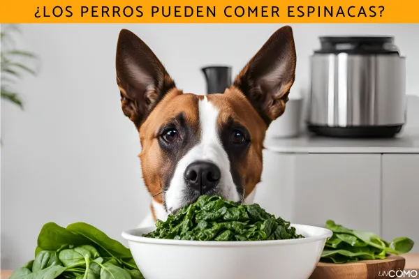 las espinacas son seguras para que los perros las coman