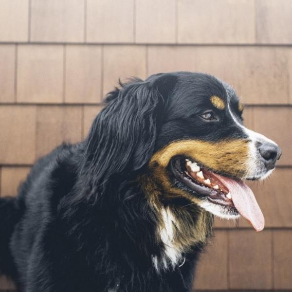 por qué mi perro me sigue y jadea