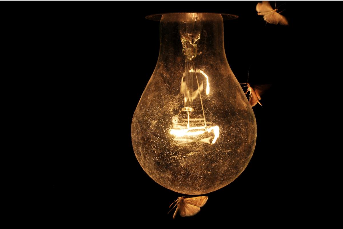 ¿Por qué las polillas van a la luz? Descubre si de verdad les atrae