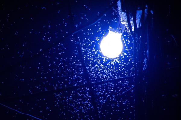 ¿Por qué las polillas van a la luz? Descubre si de verdad les atrae - Qué atrae a las polillas