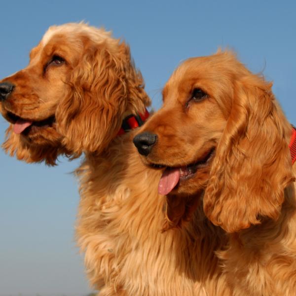 cuanto cuestan los cachorros cocker spaniel