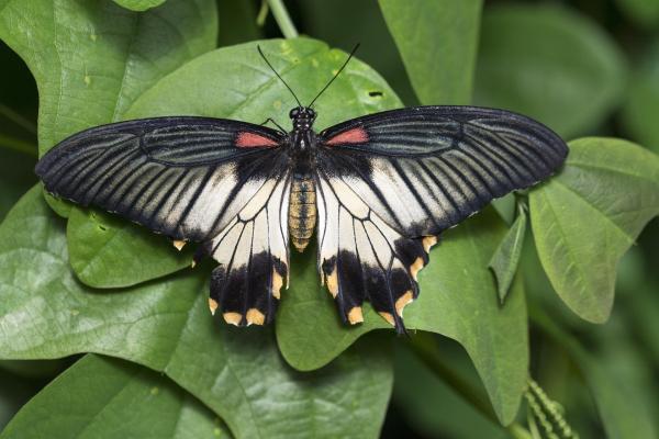 Qué significa ver mariposas negras: interpretación espiritual y simbólica - ¿Es una señal positiva o negativa?