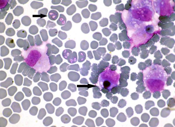 Síntomas y tratamiento de la enfermedad de la garrapata en perros - Qué es la enfermedad de la garrapata en perros o ehrlichiosis canina