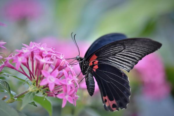 Qué significa ver mariposas negras: interpretación espiritual y simbólica - Significado espiritual