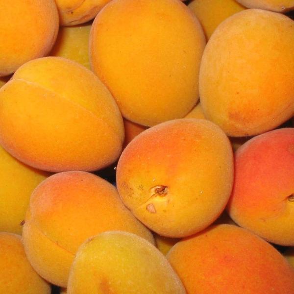 Cómo conservar albaricoques en aguardiente