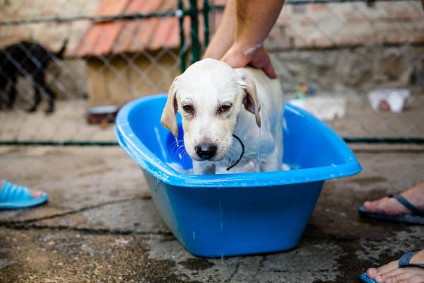 Cuándo se puede bañar a un cachorro - Cómo bañar a un cachorro - consejos