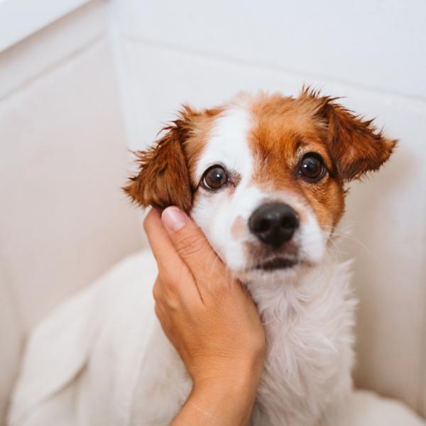 está bien bañar a un perro enfermo