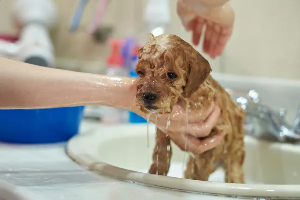 se puede bañar un cachorro de 2 meses