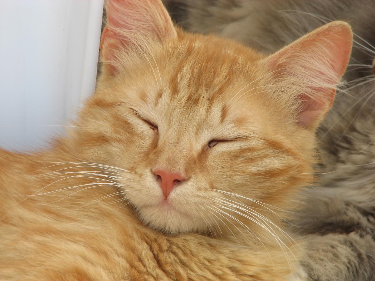 Cómo saber si mi gato es ciego