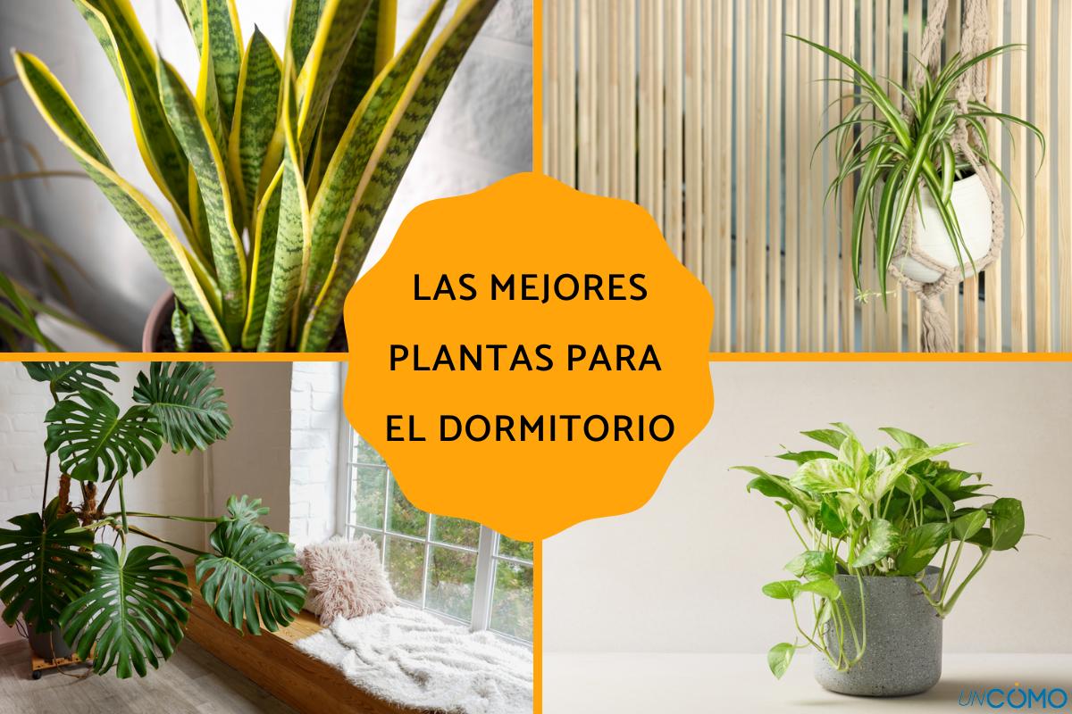 Las mejores plantas para el dormitorio