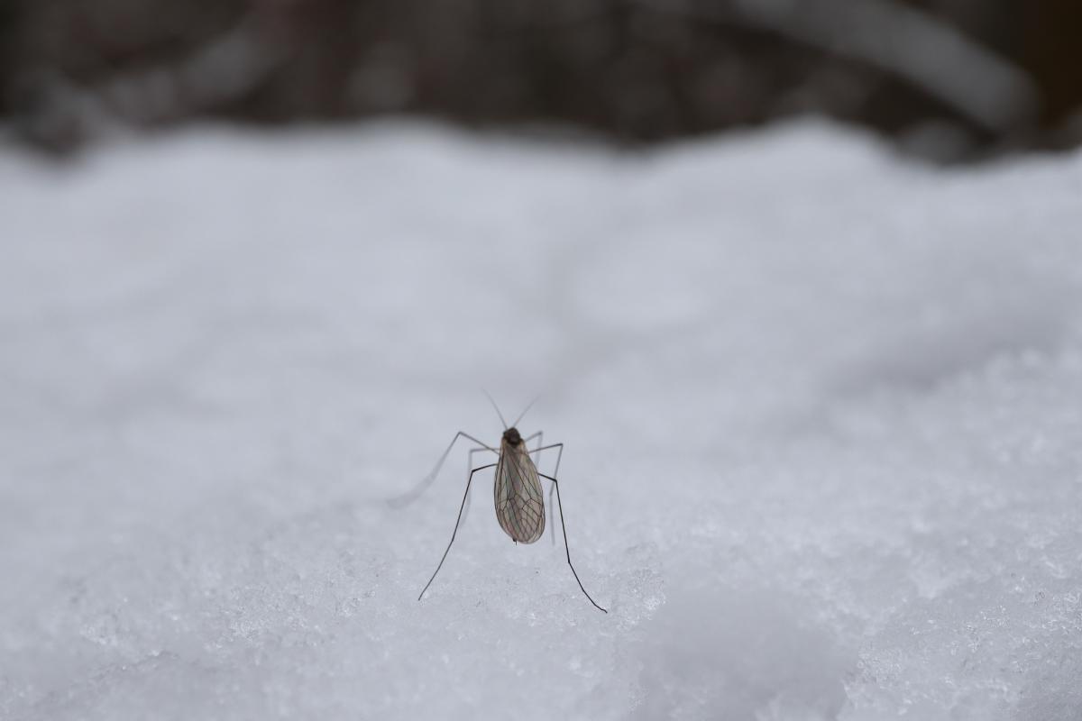 ¿Por qué no hay mosquitos en invierno?