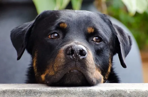 Cómo es el temperamento del rottweiler. Cómo es el temperamento del rottweiler.