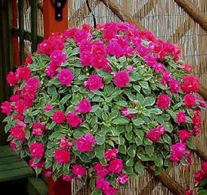 Cómo transplantar una Impatiens