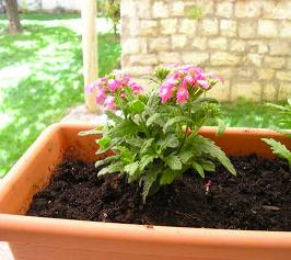 Cómo transplantar una Impatiens - Paso 5