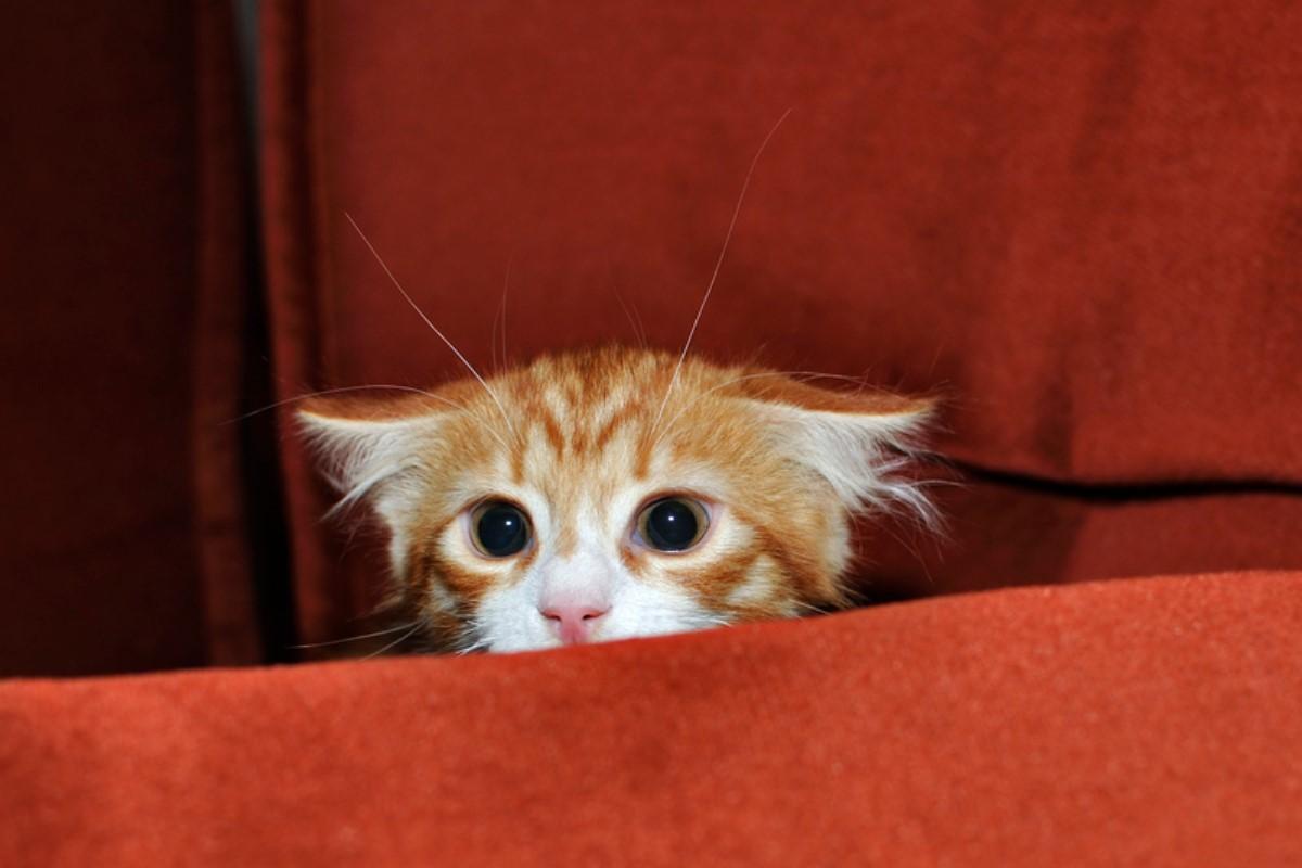 Cómo tranquilizar a un gato asustado