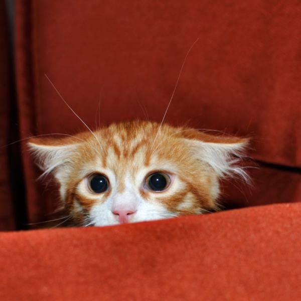 Cómo Ayudar a Tu Gato a Socializar Después de un Trauma 1 como tranquilizar a un gato asustado 51394 600 square