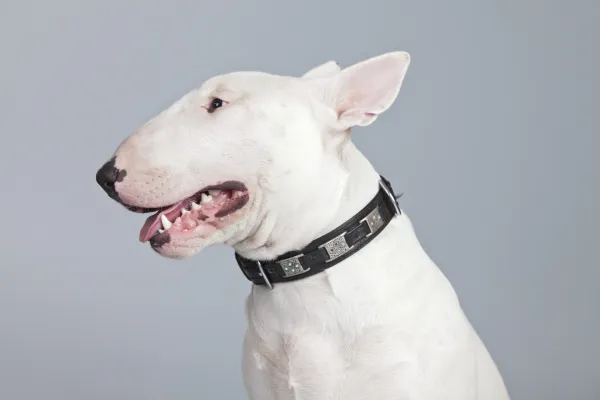 los pitbull son una raza terrier
