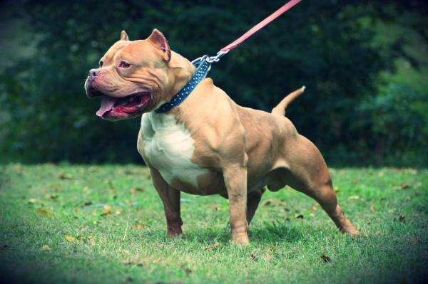 Tipos de razas de perros pitbull - Descubre todas las razas con imágenes