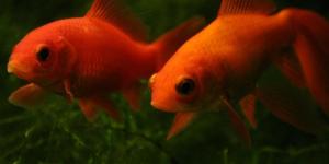Cómo cuidar un goldfish