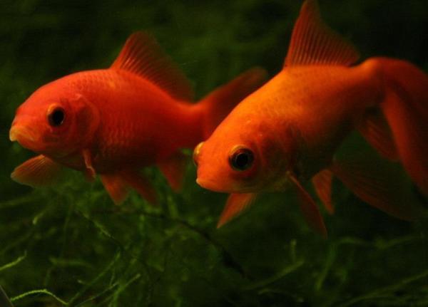 Cómo cuidar un goldfish