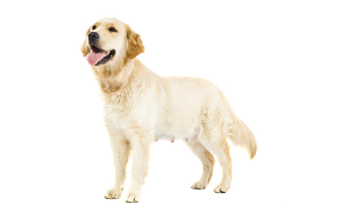 Cómo saber si mi perra abortó