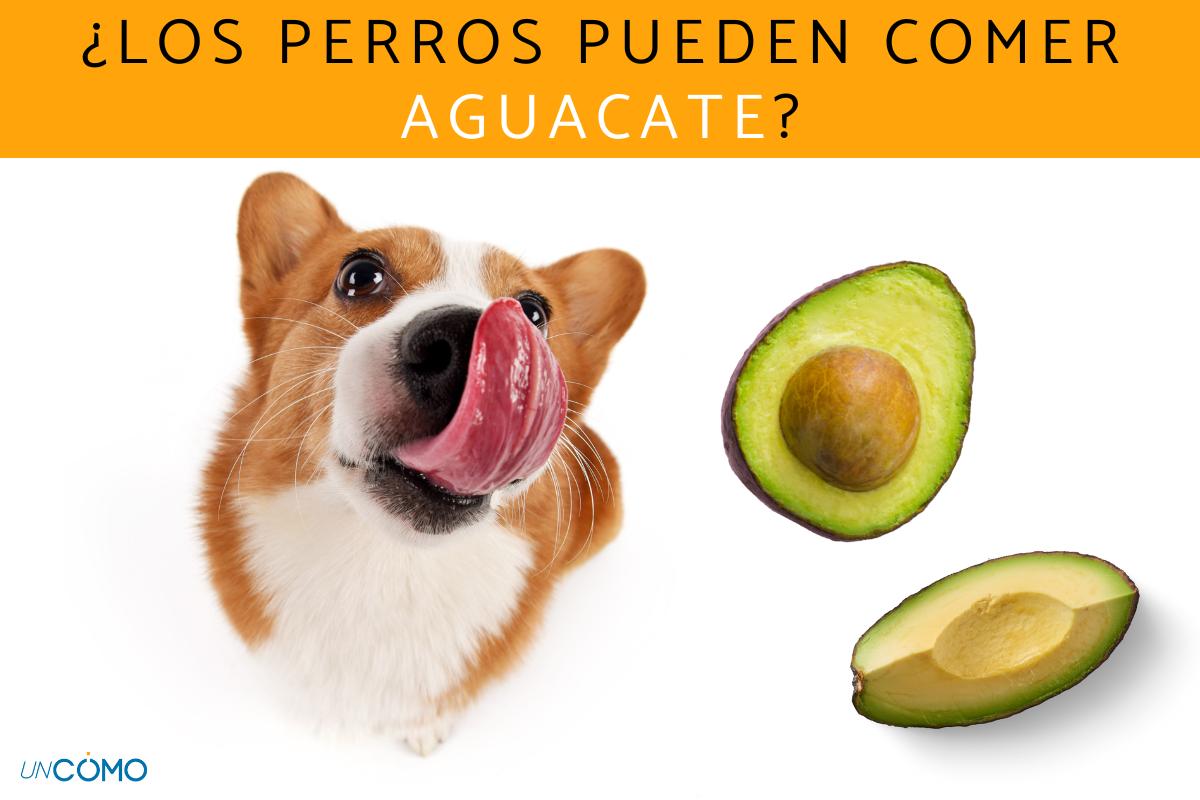 ¿Los perros pueden comer aguacate?