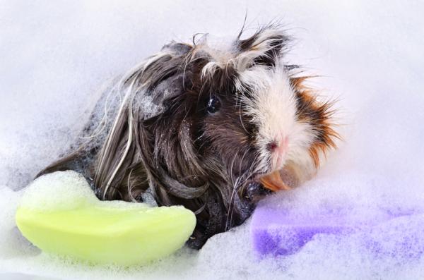 Cómo bañar a una cobaya - Material para bañar a un cuyo