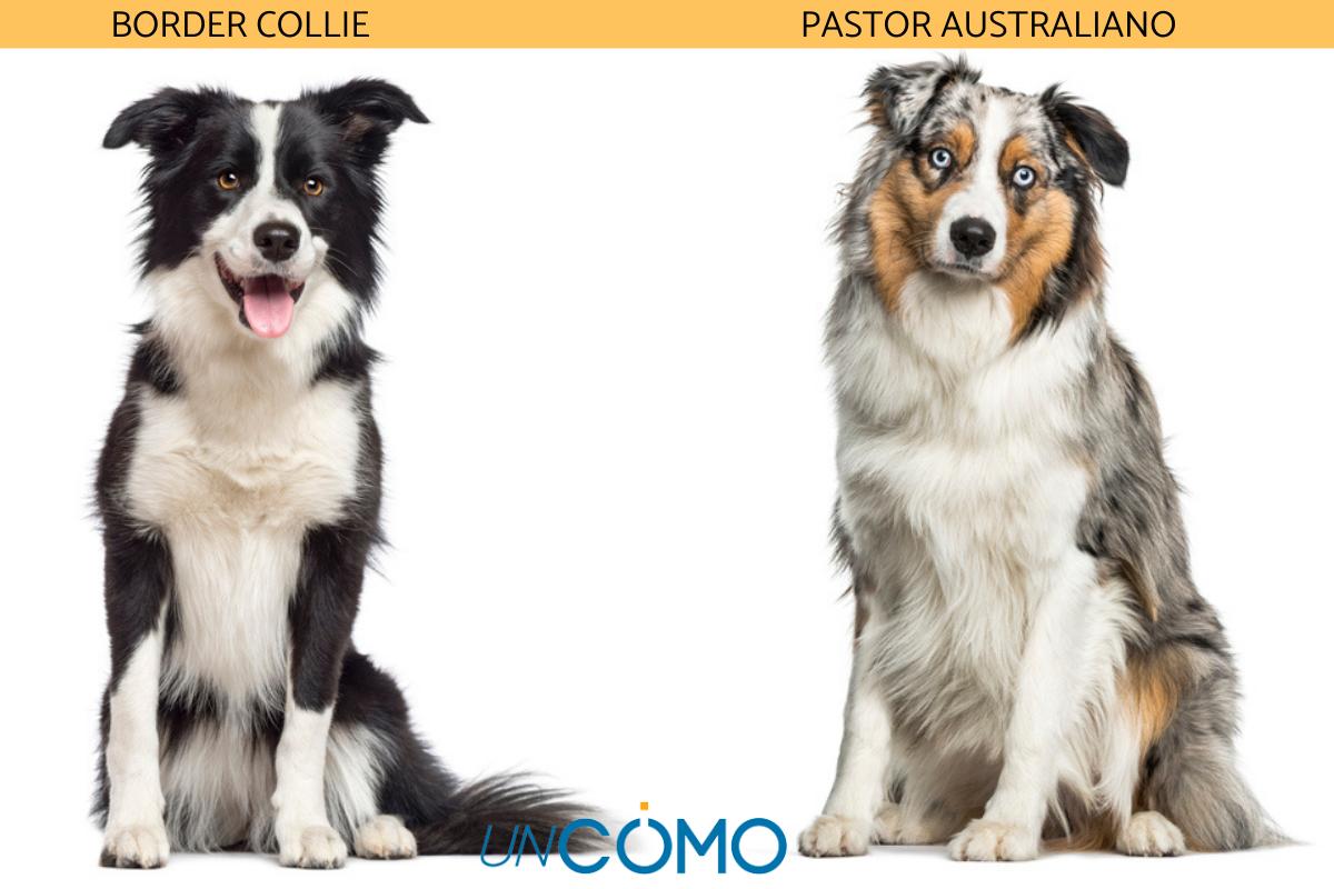 Diferencias entre border collie y pastor australiano