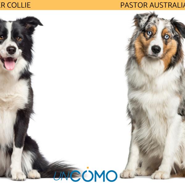 cual es mejor border collie de pelo corto o de pelo largo