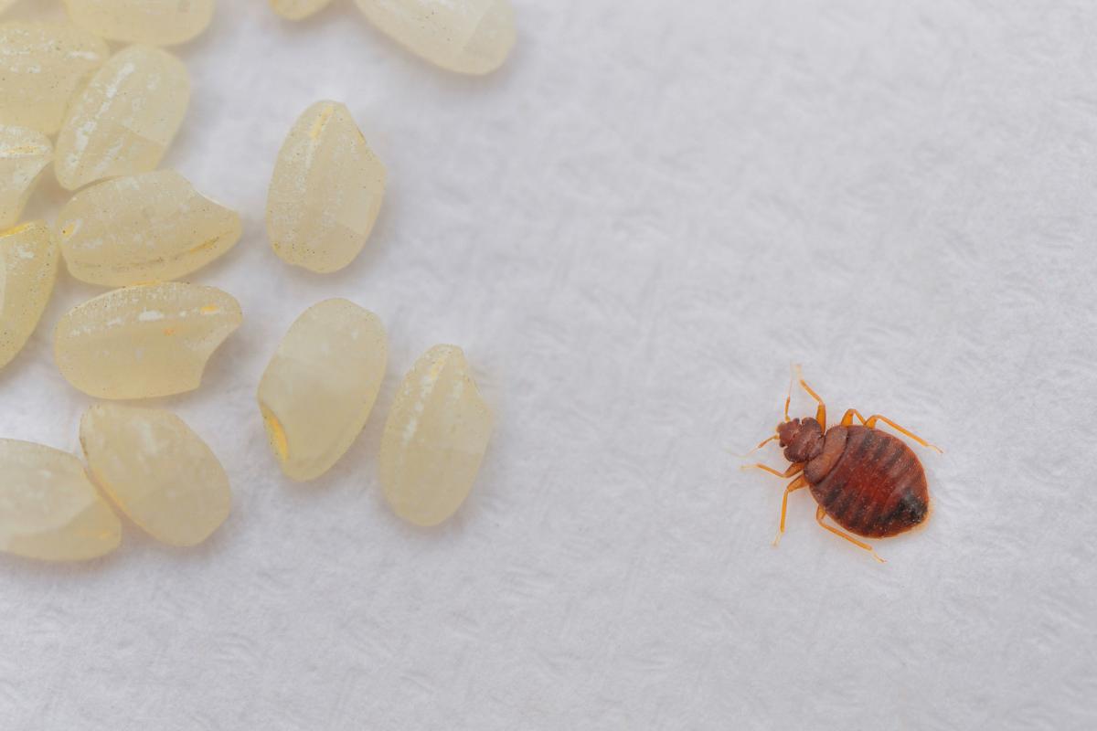 Por qué llegan las chinches a una casa