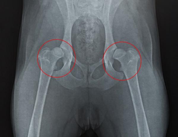 Por qué a mi perro le duele la cadera - Causas de dolor de cadera en perros