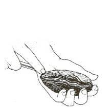 Cómo limpiar las ostras - Paso 1