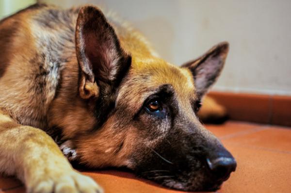 Por qué a mi perro le duele la cadera - Síntomas de dolor de cadera en perros