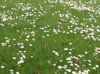 Cómo evitar las plagas en el jardín