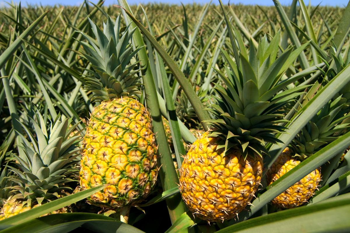 ¿De dónde salen las piñas? Descubre cuál es su origen