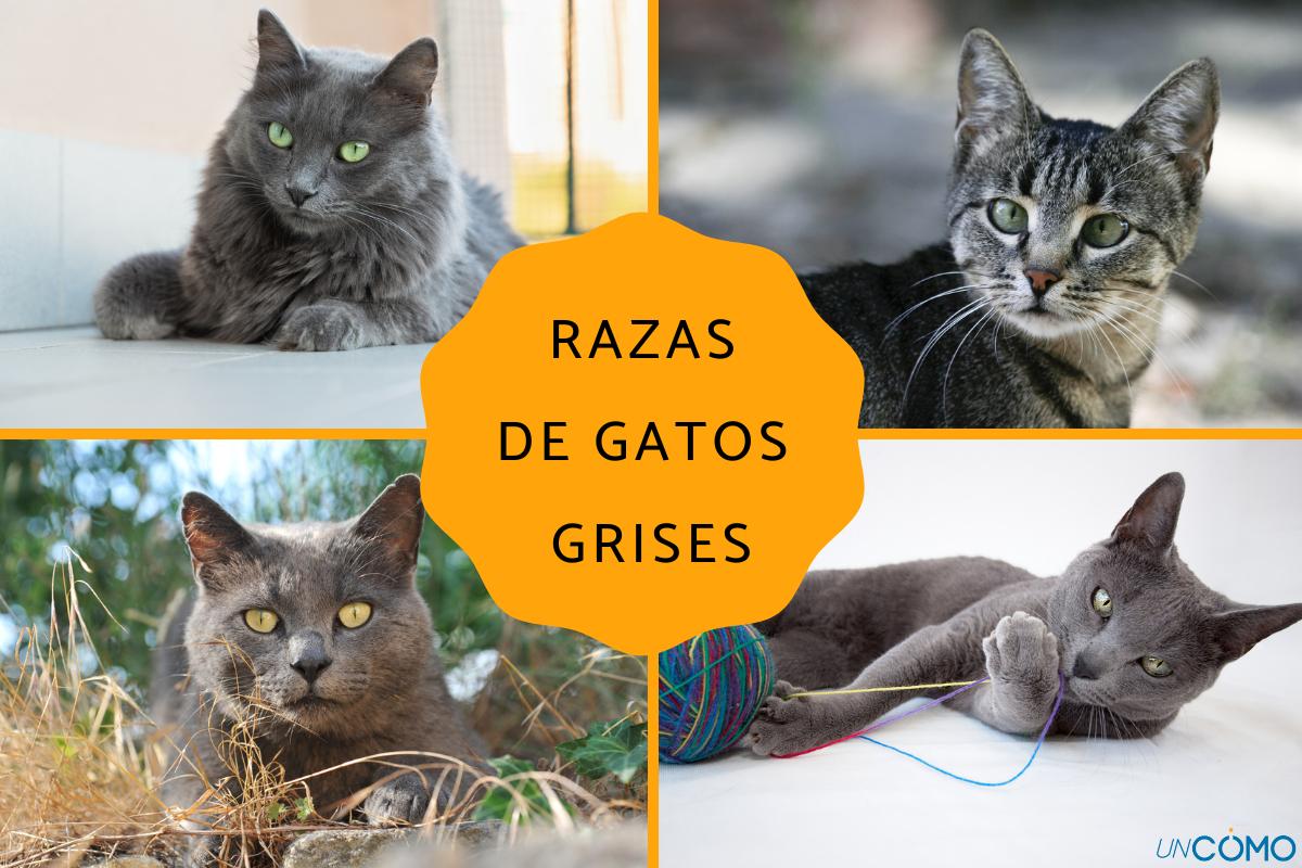 Razas de gatos grises