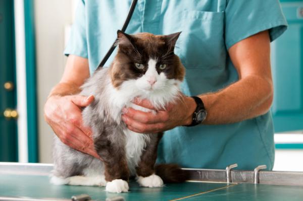 Cómo tratar a un gato con diabetes - Paso 1