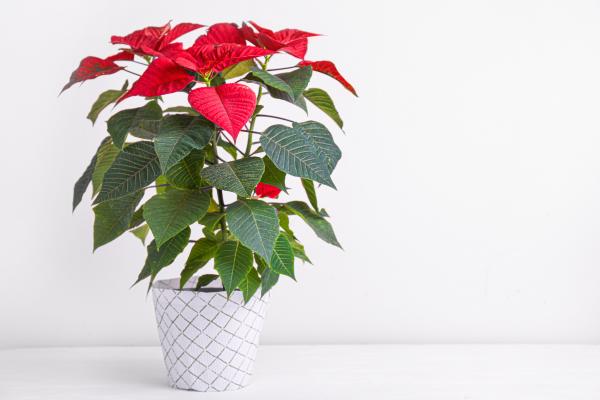 Cómo cuidar la planta de Navidad - Cómo trasplantar la planta de Navidad o Poinsettia