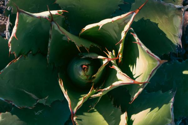 Plantas de exterior resistentes al sol y poca agua: muy fáciles de cuidar - Agave (Agave americana)