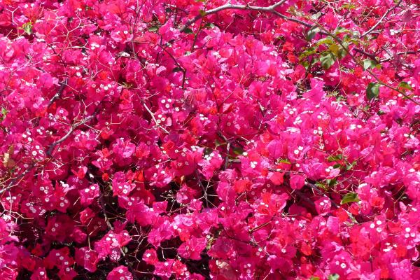 Plantas de exterior resistentes al sol y poca agua: muy fáciles de cuidar - Buganvilla (Bougainvillea)