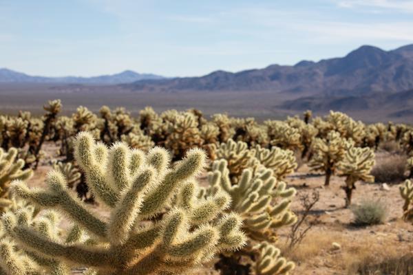 Plantas de exterior resistentes al sol y poca agua: muy fáciles de cuidar - Cactus Cholla (Cylindropuntia)
