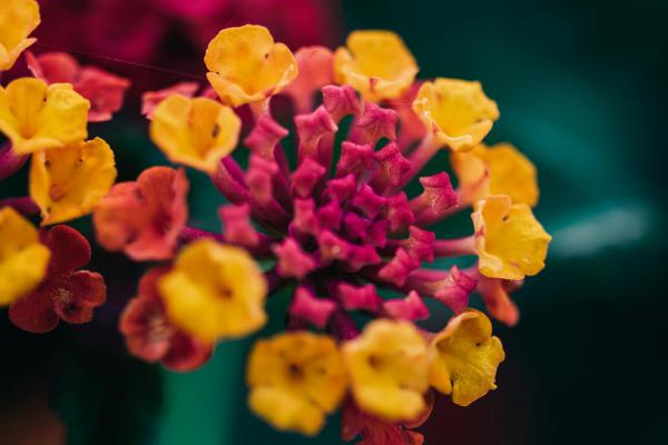 Plantas de exterior resistentes al sol y poca agua: muy fáciles de cuidar - Lantana (Lantana camara)