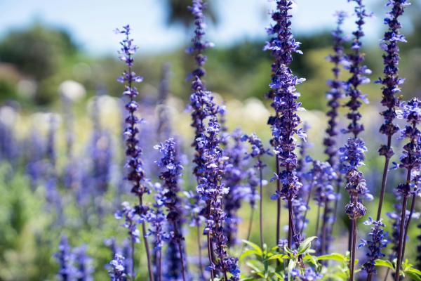 Plantas de exterior resistentes al sol y poca agua: muy fáciles de cuidar - Lavanda (Lavandula)