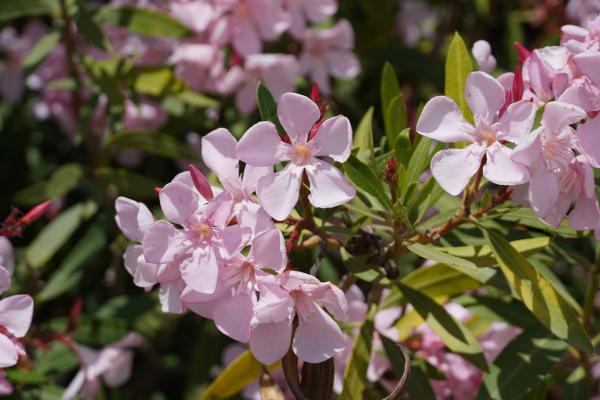 Plantas de exterior resistentes al sol y poca agua: muy fáciles de cuidar - Oleandro (Nerium oleander)