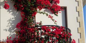 Plantas de exterior resistentes al sol y poca agua: muy fáciles de cuidar