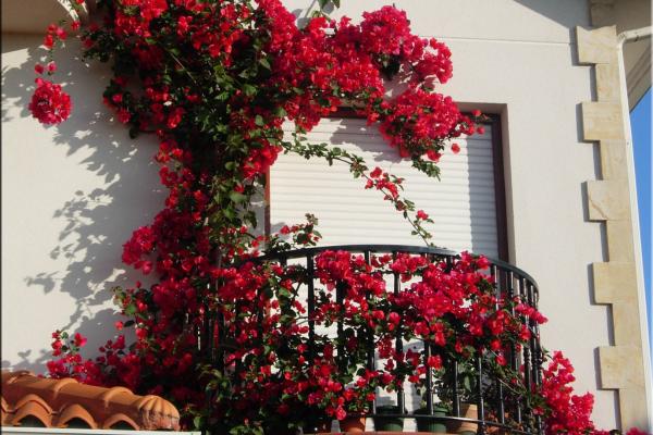 Plantas de exterior resistentes al sol y poca agua: muy fáciles de cuidar
