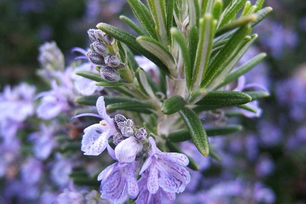 Plantas de exterior resistentes al sol y poca agua: muy fáciles de cuidar - Romero (Rosmarinus officinalis)