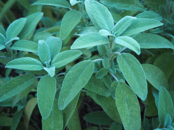 Plantas de exterior resistentes al sol y poca agua: muy fáciles de cuidar - Salvia (Salvia officinalis)