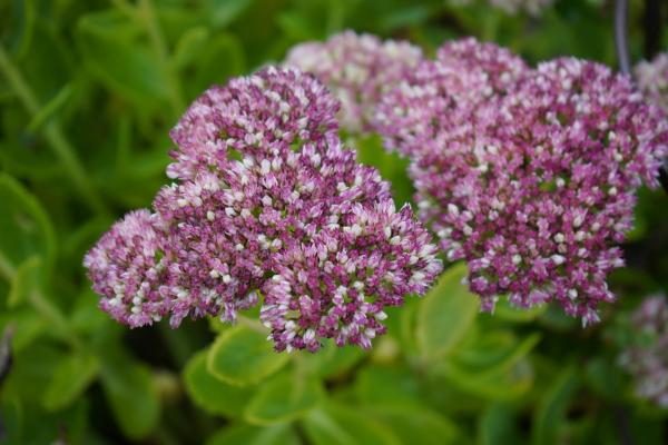 Plantas de exterior resistentes al sol y poca agua: muy fáciles de cuidar - Sedum (Sedum spectabile)