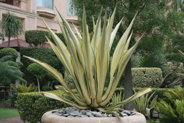 Plantas de exterior resistentes al sol y poca agua: muy fáciles de cuidar - Yucca (Yucca filamentosa)